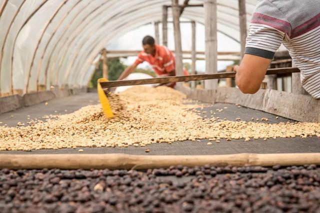 Colombia: Sierra Nevada No Hay Como Dios  ( Anaerobic Natural)  Drip Bag