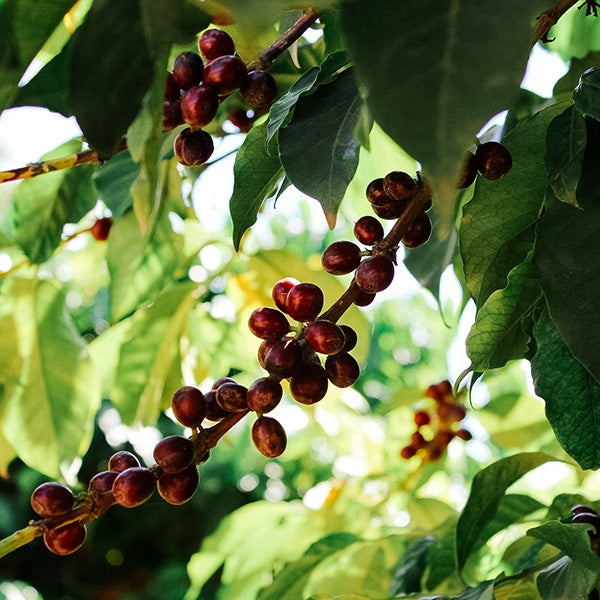 Ethiopia: Yirgacheffe Banko Gotiti (Washed) Drip Bag