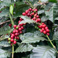 Nicaragua: Arabica (Washed) 150g